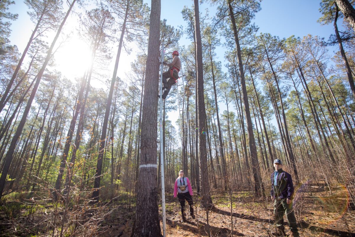 Un hombre trepando a un árbol con una escalera y un sistema de arnés