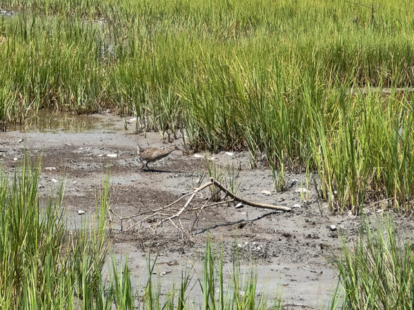 Una marisma salada con marea baja que muestra barro y pastos verdes de marisma, con una barandilla inmadura que camina sobre el barro.