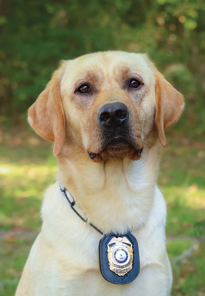 Una foto de K9 Atlas