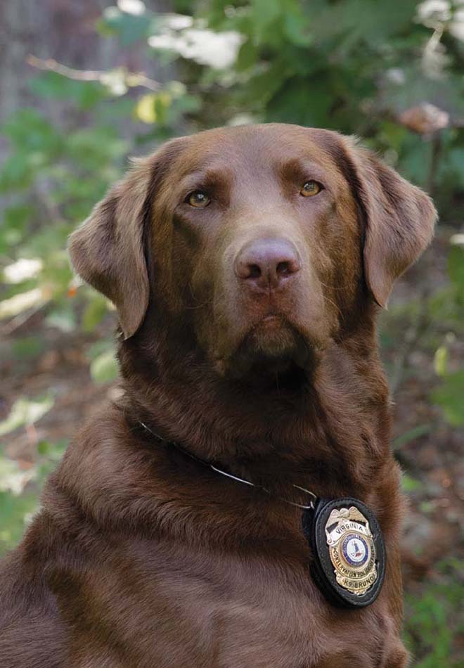 Una foto de K9 Bruno