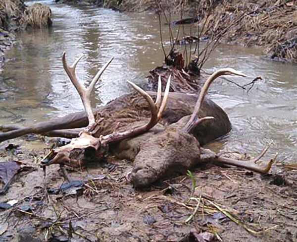 Una foto de un ciervo muerto tirado en un arroyo.