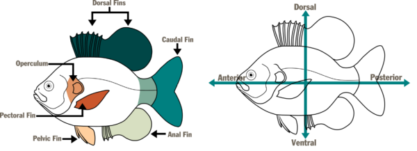 Ilustraciones de ©Makayla DeVivo – DWR