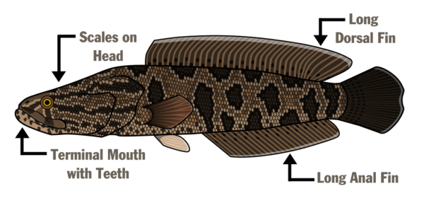 Una ilustración de una cabeza de serpiente del norte que nombra la anatomía: escamas en la cabeza, boca terminal con dientes, aleta dorsal larga y aleta anal larga.