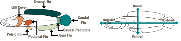 Un diagrama de dos peces ilustrados. El primero, a la izquierda, nombra las partes del pez: cubierta branquial, aleta dorsal, aleta caudal, pedúnculo caudal, aleta anal, aleta pectoral y aleta pélvica. El segundo, a la derecha, tiene una flecha horizontal y vertical que nombra las áreas del pez: anterior, dorsal, posterior y ventral.
