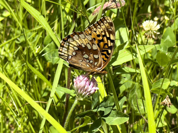Un gran fritillary de lentejuelas.