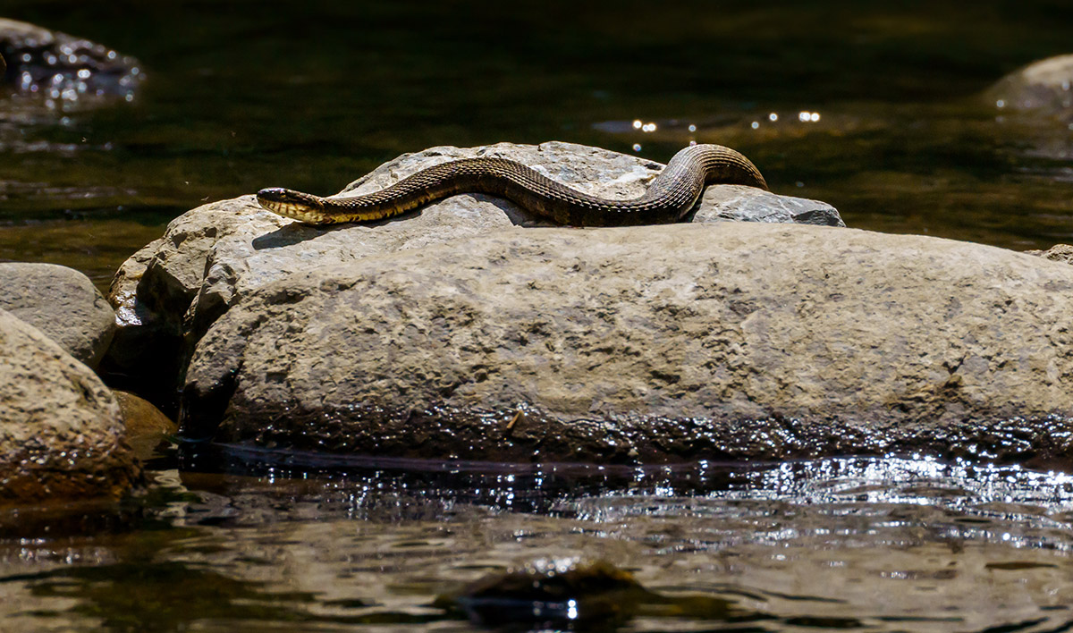 Una serpiente de agua del norte tomando el sol en una roca en un arroyo