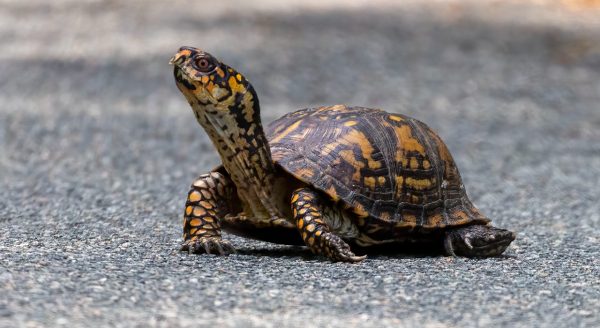 Tortugas de caja del bosque sobre asfalto.