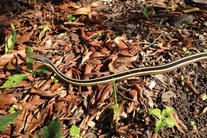 Una imagen de una serpiente de cinta; Esta serpiente es negra con dos estípites amarillos que bajan por su cuerpo, uno a cada lado