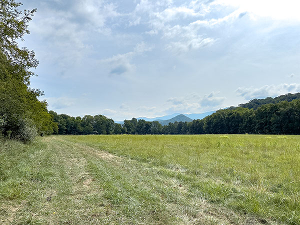 Los phoebes orientales se alinean en los bordes del campo como centinelas, mientras que los cuervos comunes cantan desde los árboles en los campos detrás de los edificios de los criaderos. Crédito de la foto: Lisa Mease