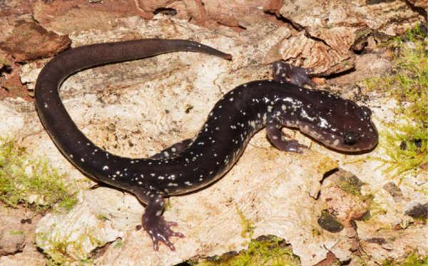 Una imagen de la salamandra Cow Knob