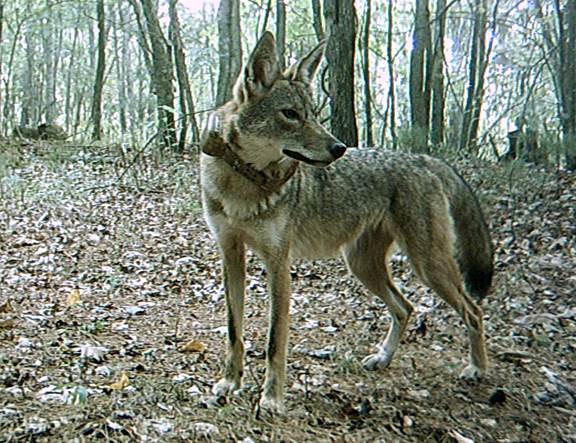 Coyote de pie en un bosque caducifolio con un collar de radio GPS de cuero como parte del estudio de investigación.