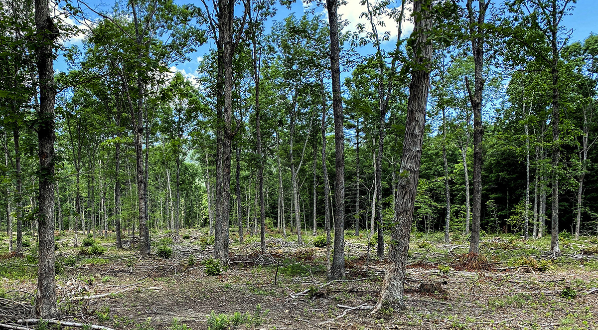 Una imagen de un bosque de dosel cerrado que se ralecó para permitir el crecimiento de la cubierta vegetal