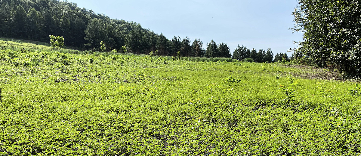 Un área de festuca que fue rociada y quemada, lo que permitió que el guisante de perdiz nativo dominara la región