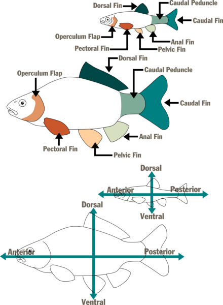 Ilustraciones que nombran las secciones y aletas de los peces.