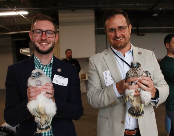 Pollos de halcón peregrino después del anillamiento (hembra a la izquierda, macho a la derecha)