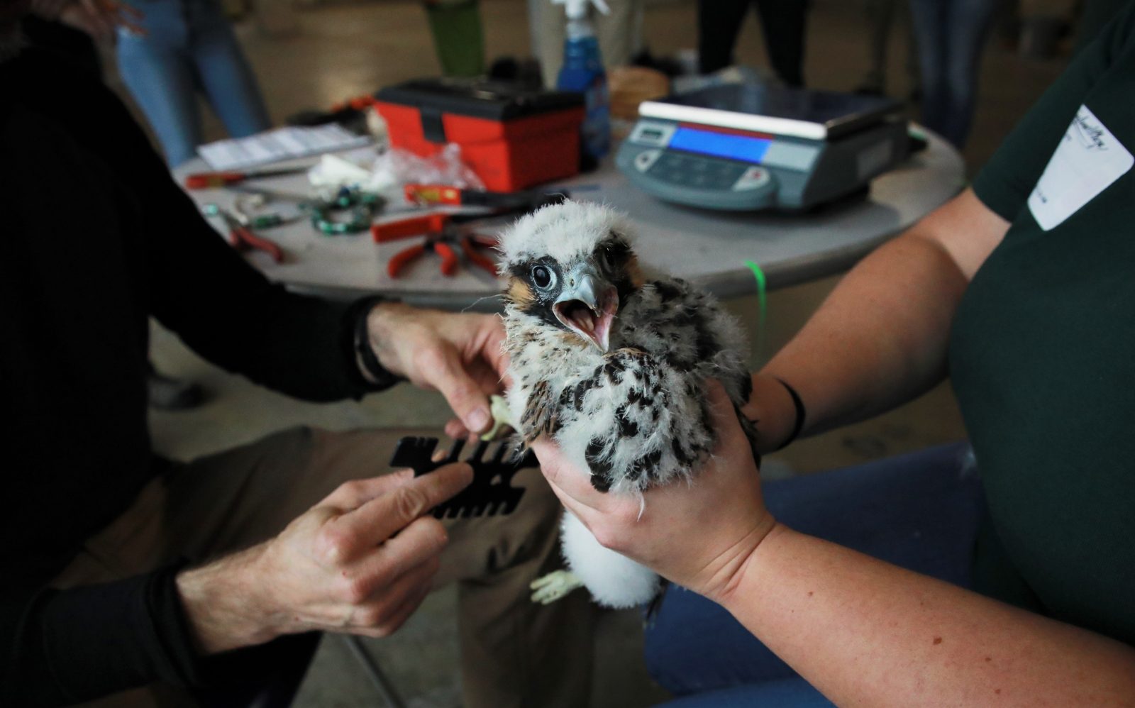 Un calibre de patas que se utiliza en uno de los polluelos para determinar su sexo y el tamaño de la banda