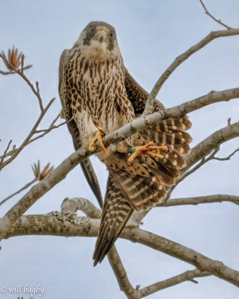 92halcón /BN ('Rojo' por la cría 2024 ) se estira en la rama de un árbol.