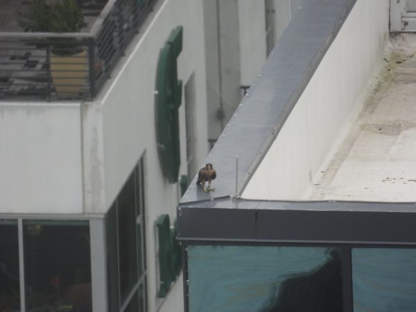 Blanco, encaramado en lo alto del tejado del edificio de William Mullen.