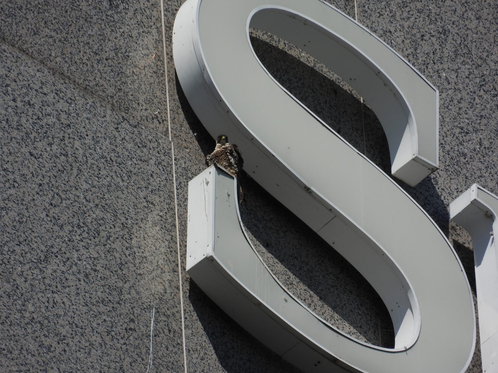 Mujer adulta encaramada encima de uno de los letreros del edificio SunTrust.