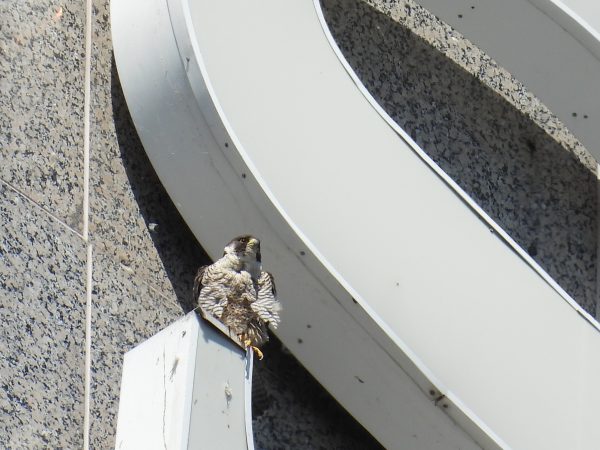 Una imagen de un polluelo de halcón peregrino en la "S" del edificio suntrust