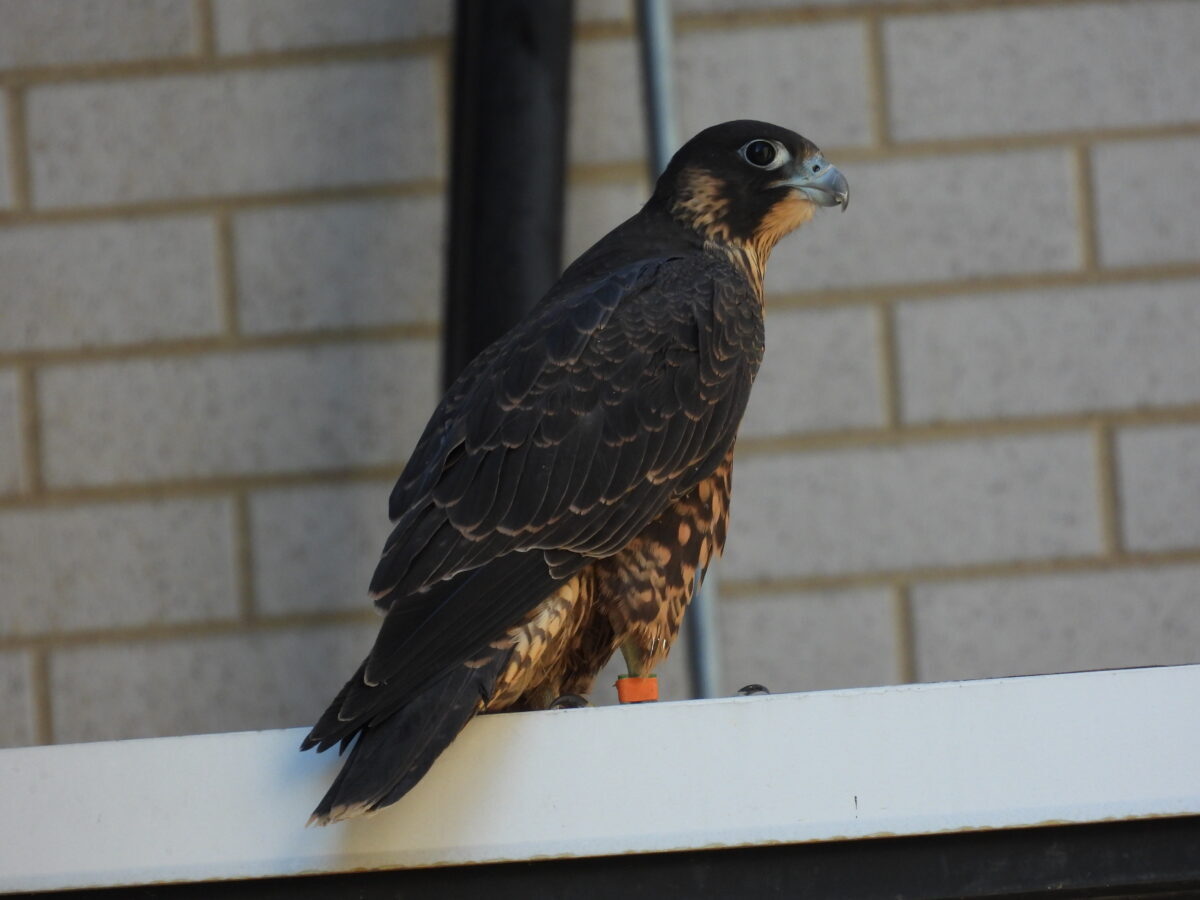 'Orange' visto justo antes de volar al estacionamiento de Towne Bank