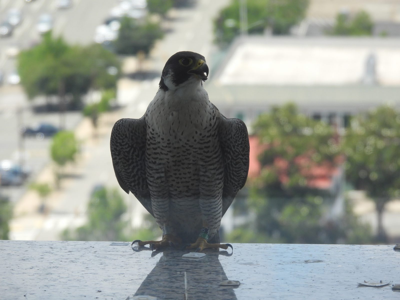 Hembra adulta en la cornisa oeste del edificio SunTrust.