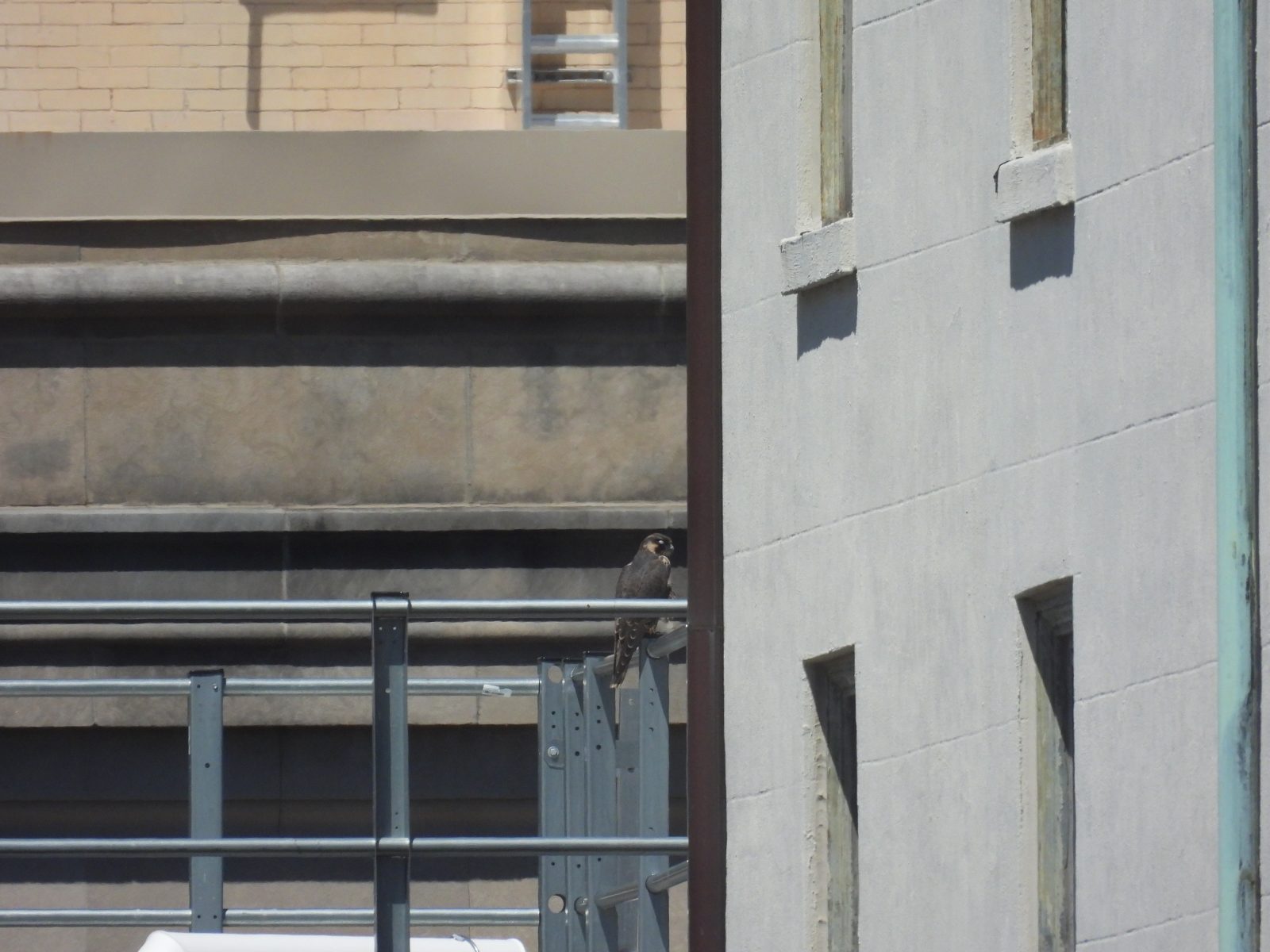 Hembra juvenil (naranja) posada en el techo del edificio inmediatamente al oeste del edificio SunTrust.