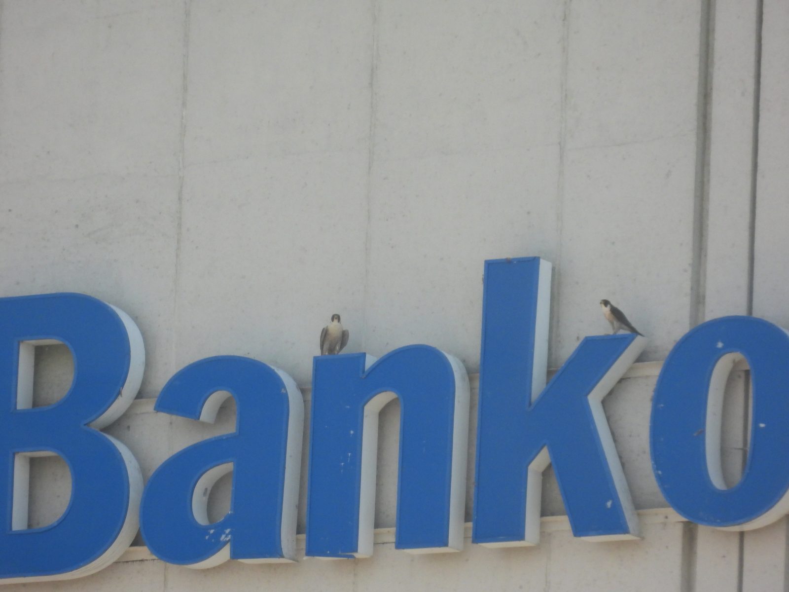 Una mujer adulta (izquierda) y un hombre adulto (derecha) encaramados sobre el letrero orientado hacia el oeste en el edificio del Bank of America.