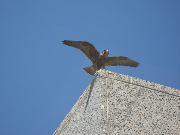 halcón peregrino hembra juvenil posado en lo alto del edificio SunTrust (dos cuadras al norte de la ubicación de la caja nido en el edificio Riverfront Plaza). Foto de Jessica Ruthenberg.