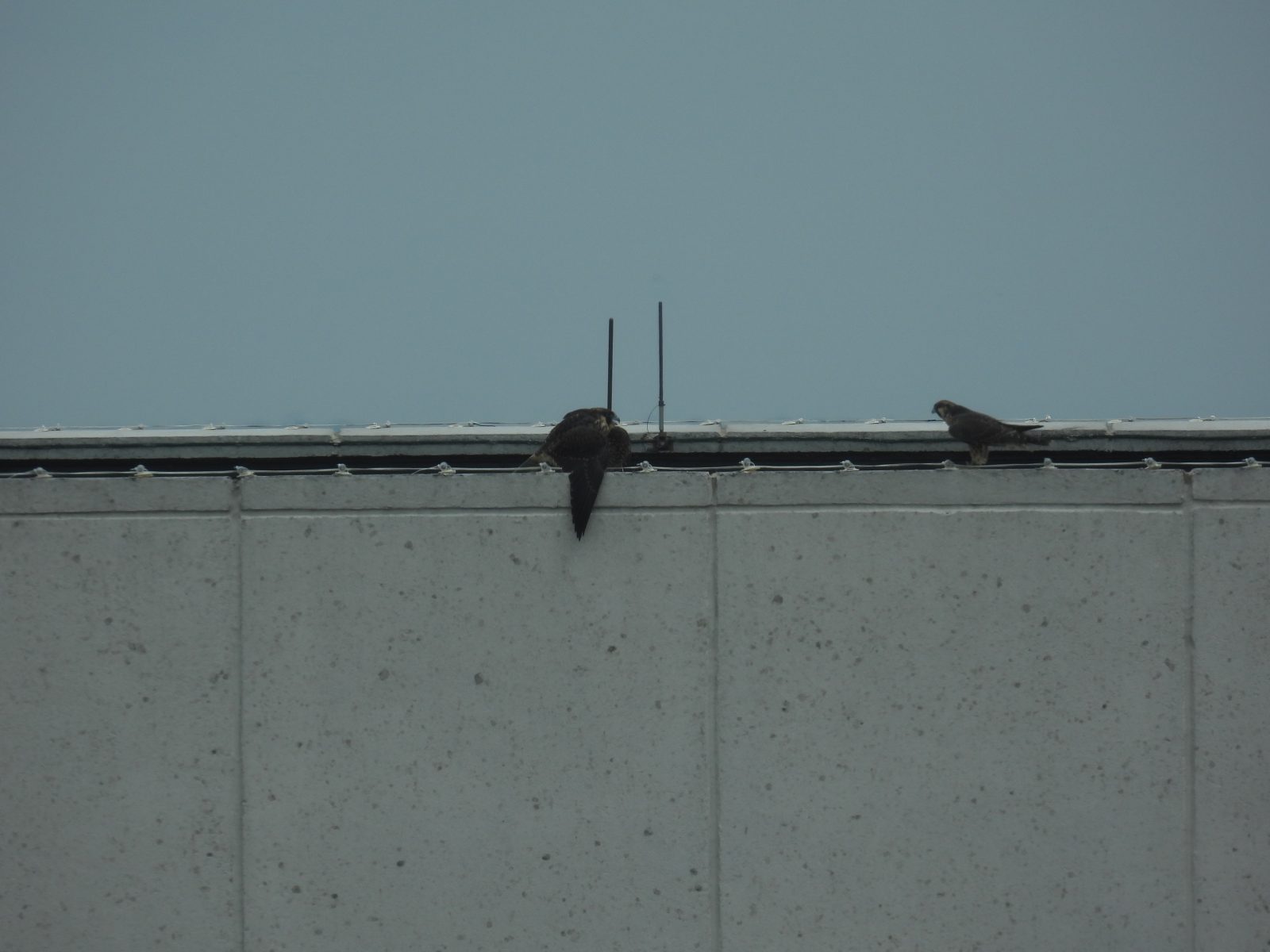 El rojo (derecha) se acerca al amarillo (izquierda) mientras ella vocaliza y adopta una postura defensiva.