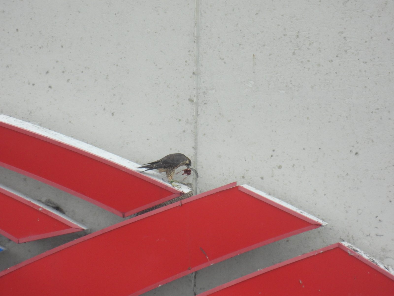 Rojo, cuya cinta de color se ha caído, con un objeto de presa encima del letrero del Bank of America.