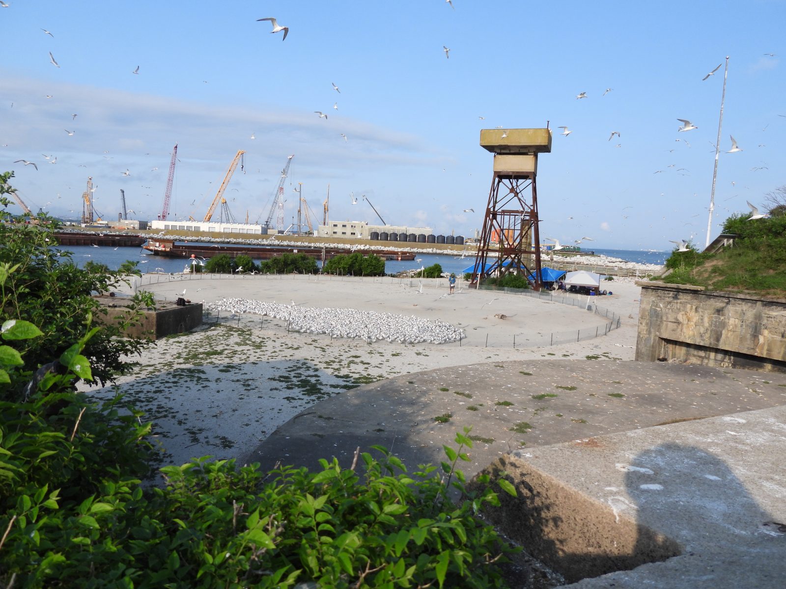 Vista sobre el suelo de los polluelos de charrán en el corral antes de ser anillados. 