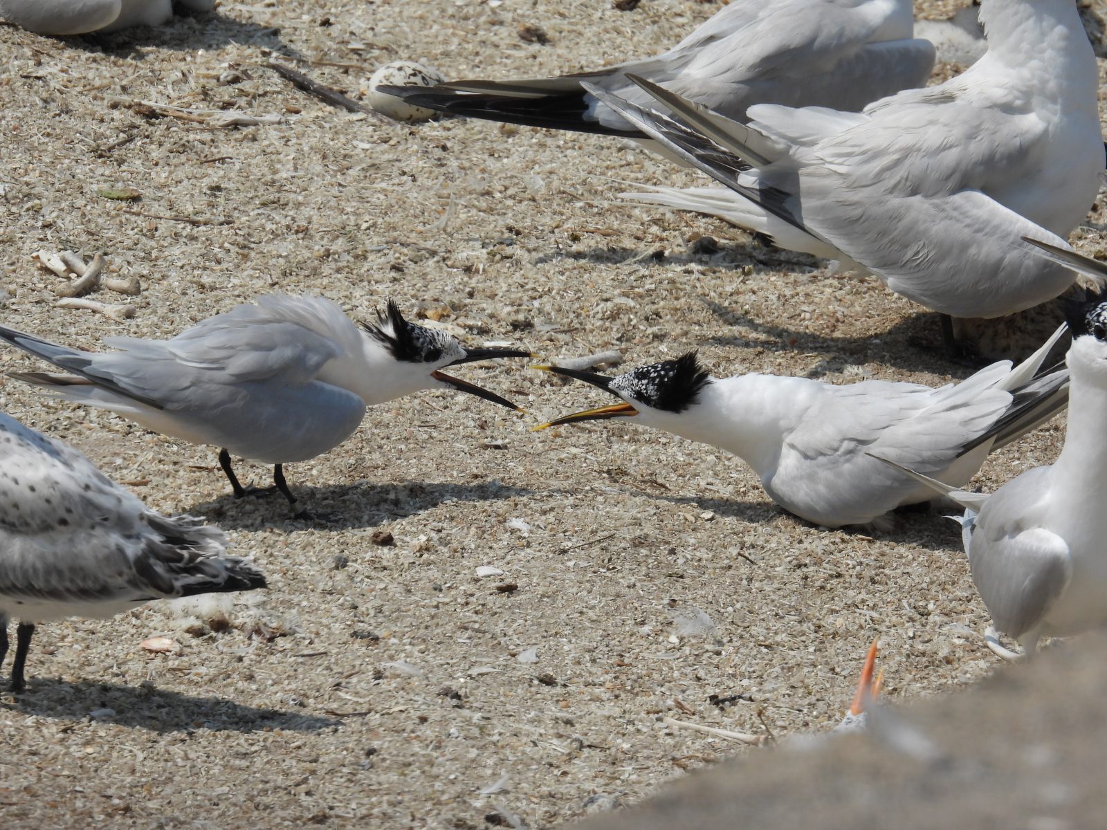 Dos charranes patinegros peleando.