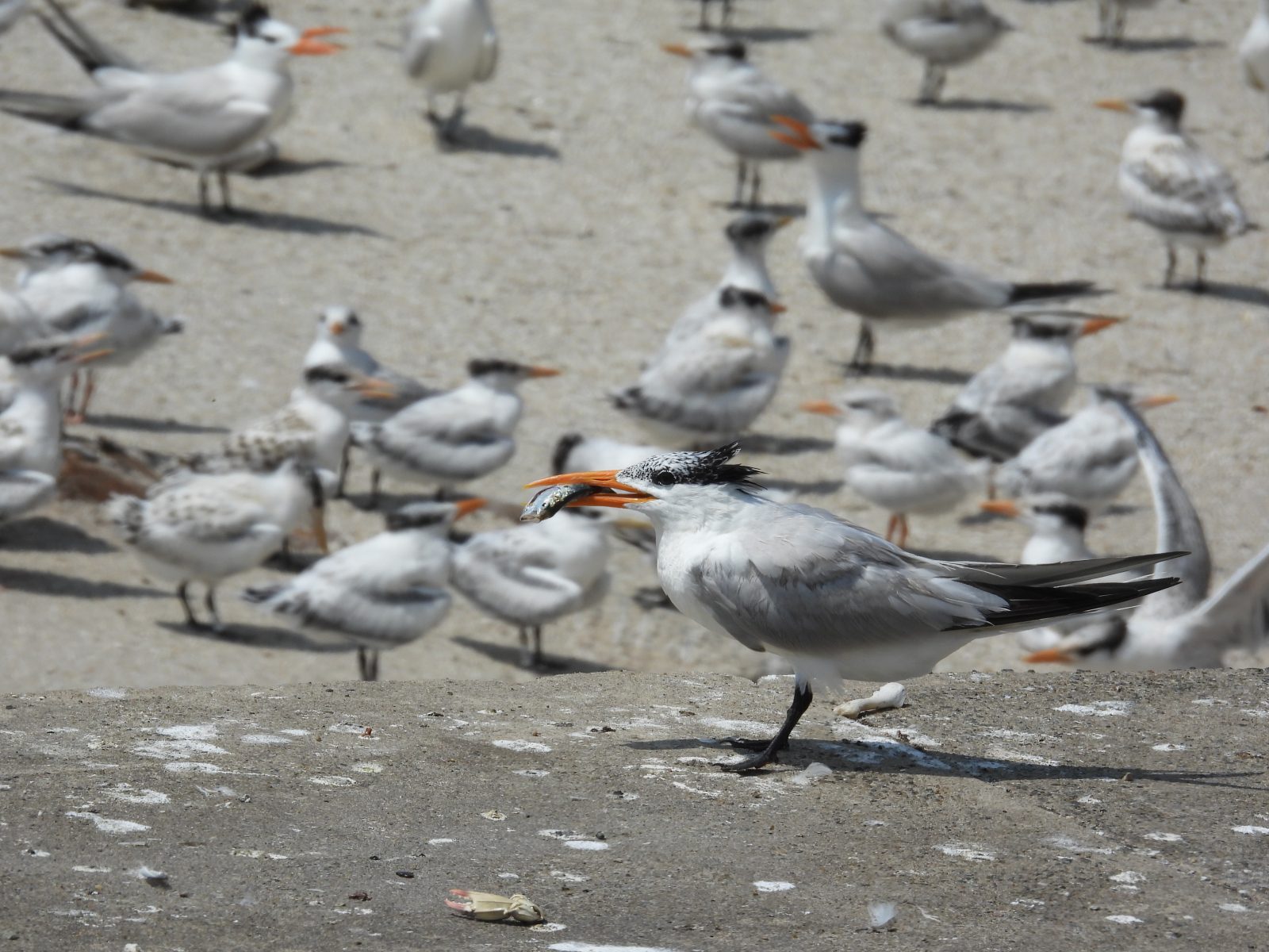 Un charrán real adulto con presas inspeccionando la colonia de aves debajo.