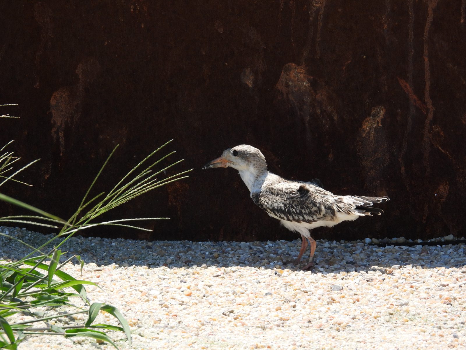 Polluelo de rayador negro observado durante nuestra encuesta que aún no había emplumado.