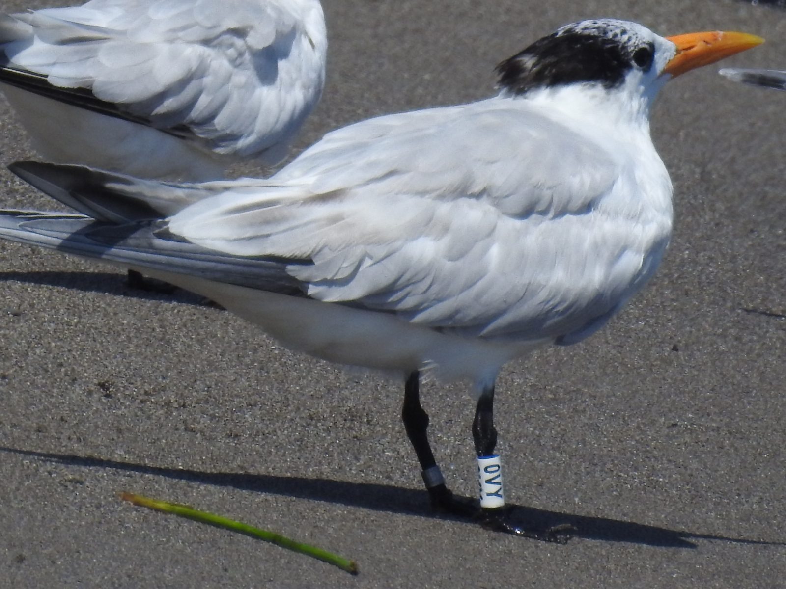 Una mirada más cercana al polluelo de charrán real anillado que fue visto en agosto de 2021 cerca de la desembocadura del río Cangrejal en Honduras. 