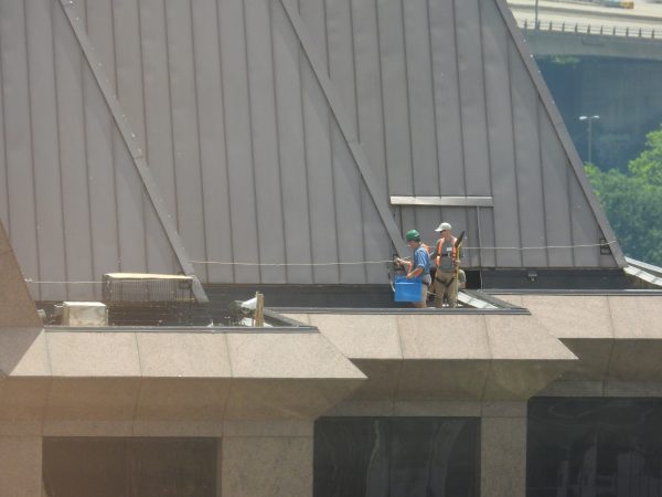 El personal de DWR devuelve a los polluelos a su caja nido