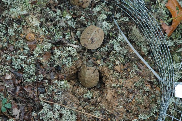 Una imagen de dos tortugas de bosque eclosionando dentro de un contenedor de malla protegido que rodea su sitio de anidación