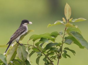Una imagen de un pájaro rey de Pascua con comida en la boca