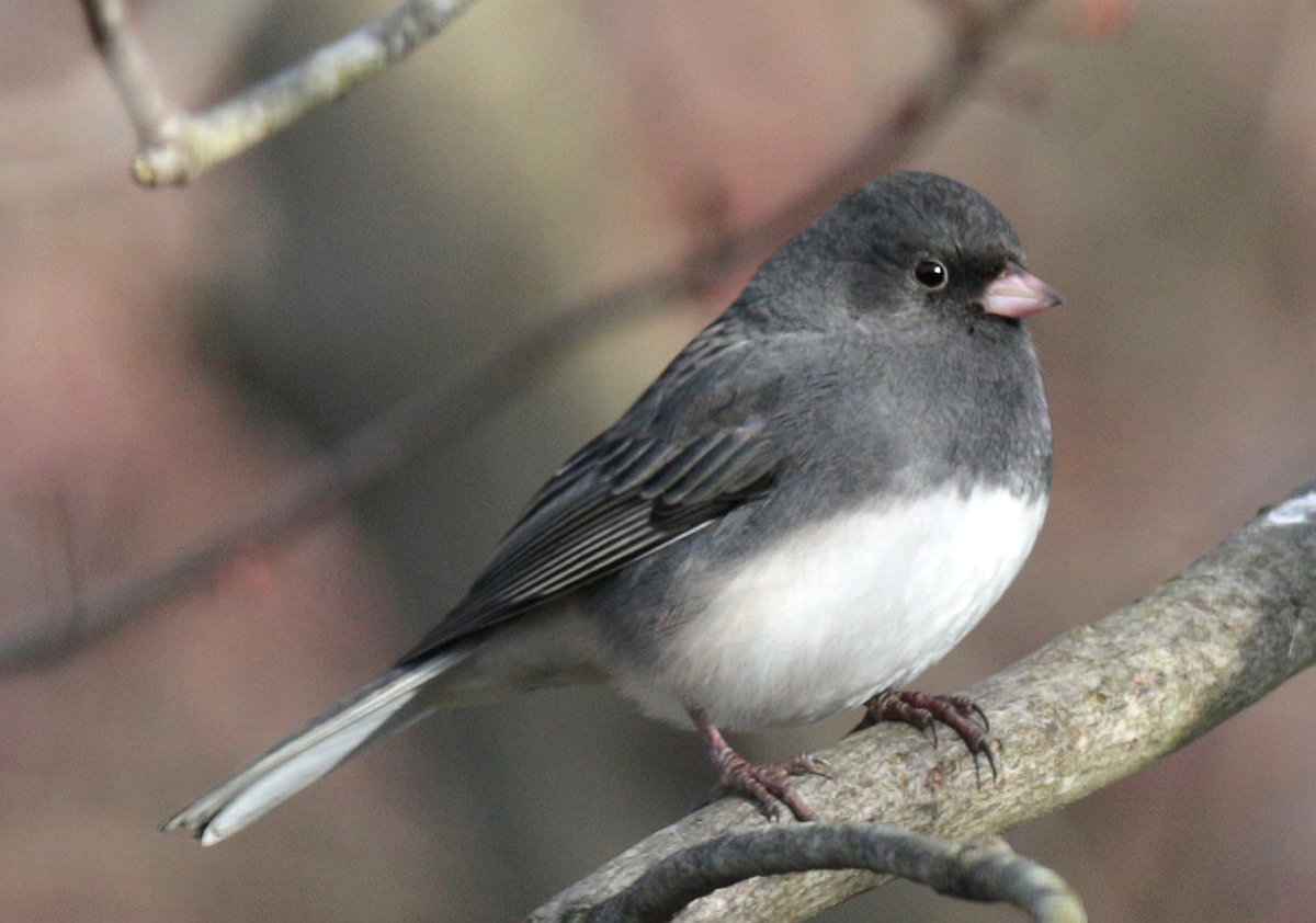 Una imagen de un pequeño pájaro negro con un vientre blanco: este es el Gorrión Junco
