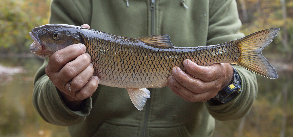 Una imagen de un pez caído de tamaño récord sostenido por el pescador que lo atrapó