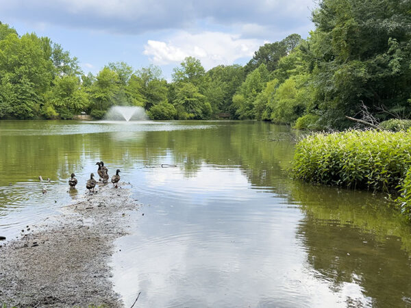 Los ánades reales machos que pasan del eclipse al plumaje de reproducción se refugian en uno de los lagos. Crédito de la foto: Lisa Mease