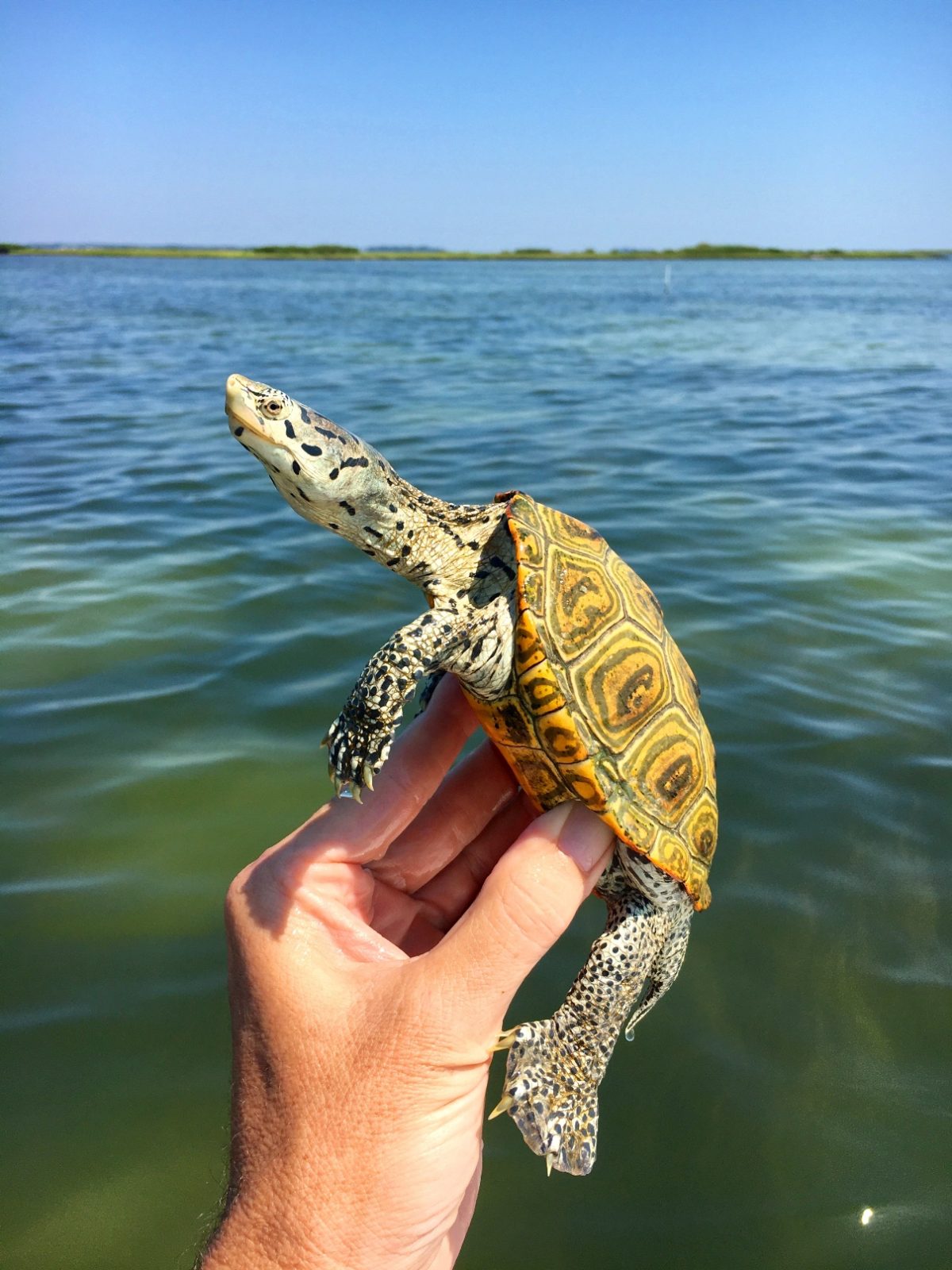 Una imagen de un macho de tortuga dorso de diamante del norte; Esta es una tortuga beige con un caparazón naranja que tiene marcas redondas más oscuras y la tortuga tiene puntos oscuros a lo largo de su piel y una nariz puntiaguda.