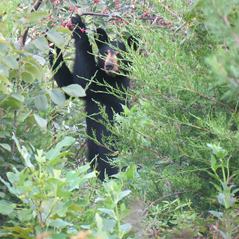 Una imagen de un oso negro parado sobre sus patas traseras para alcanzar las bayas de olivo de otoño y mirando hacia el fotógrafo.