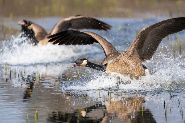 Una imagen de una pareja de gansos canadienses volando desde un estanque