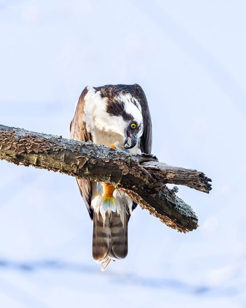 Imagen de un águila pescadora comiendo un pez