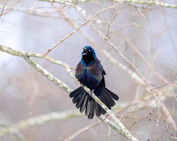 Haga clic para ampliar la imagen