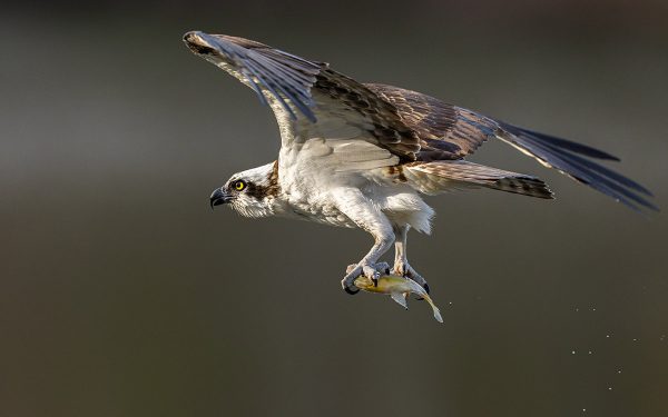 Haga clic para ampliar la imagen