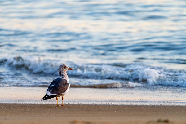 Haga clic para ampliar la imagen