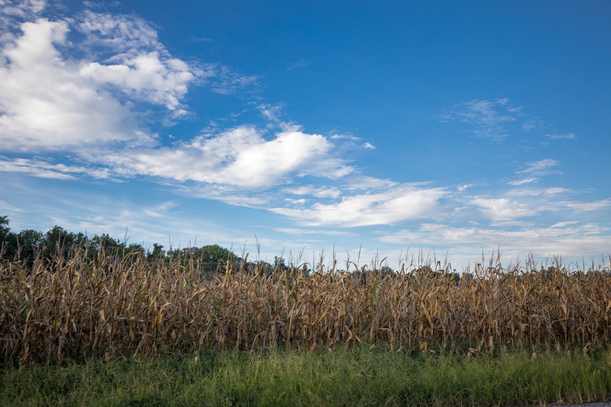 Una imagen de un campo de maíz